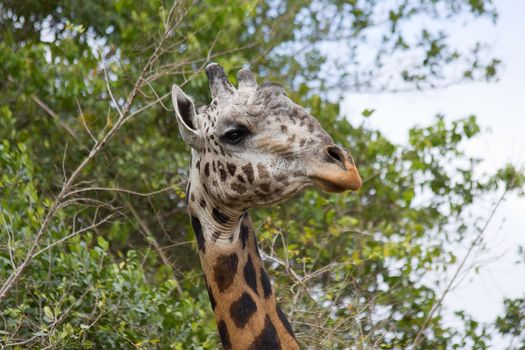 african giraffe