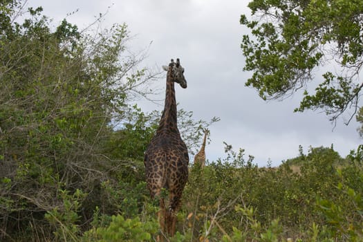 african giraffe