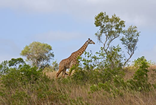 african giraffe