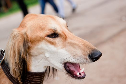 A portrait of young saluki
