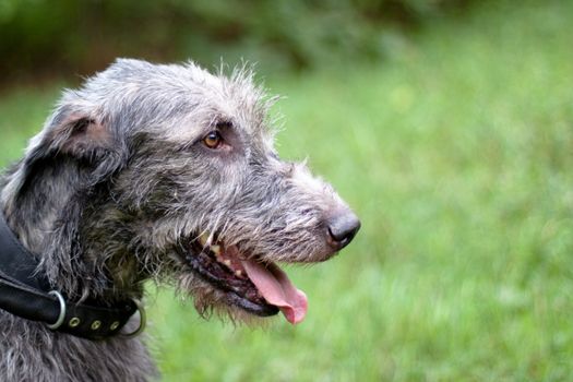 A portrait of irish wolfhound in a summer park
