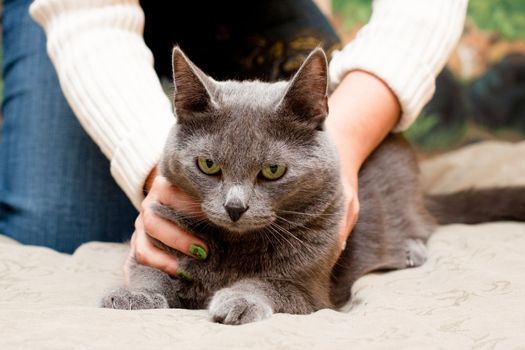 A gray cat and a women hand
