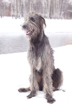 An Irish wolfhound sitting on a snow-covered field
