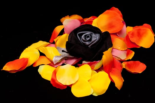 A black artificial rose on orange, yellow and pink rose textile petals on black
