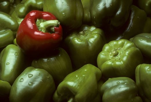 Pile of green Bell peppers with one red Bell pepper with water droplets