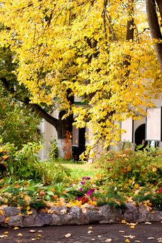 Yellow autumn trees in a park
