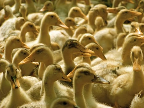 Many domestic ducklings on the yard