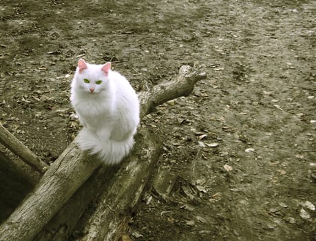 White cat sitting. Late autumn