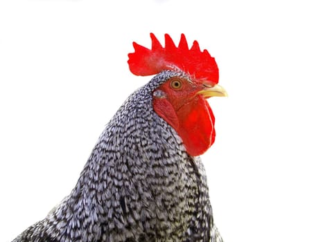 Rooster isolated on white background