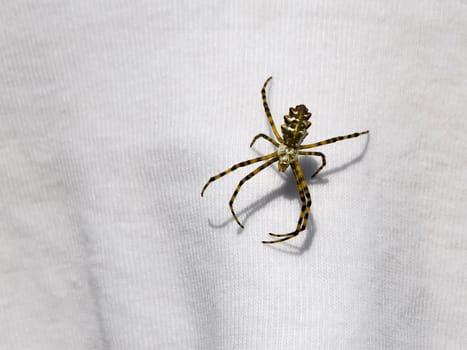 Spider sits on the fabric in sunlight