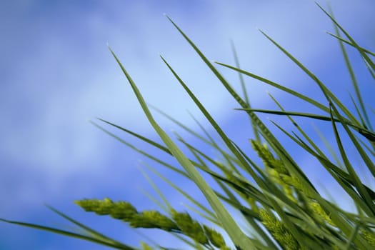 Green grass against a background of blue sky