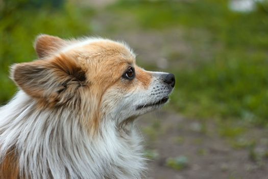 Dog outdoors on green grass background