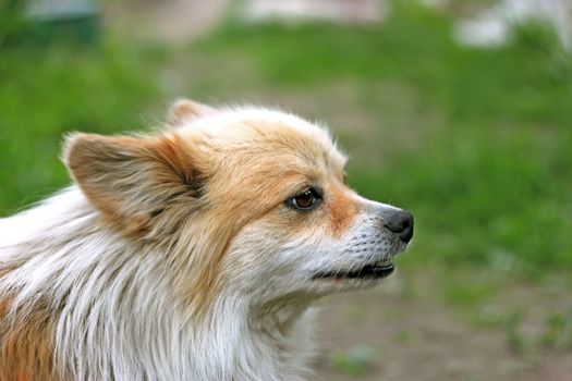 Dog outdoors on green grass background