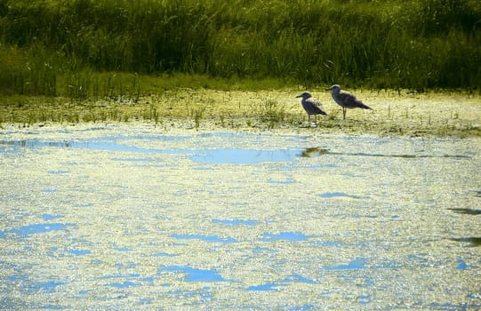 Two birds in a salt marsh overgrown. Near the sea