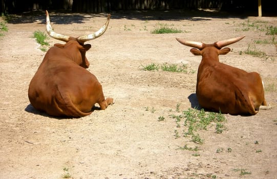 A pair of wild buffaloes resting in hot weather 