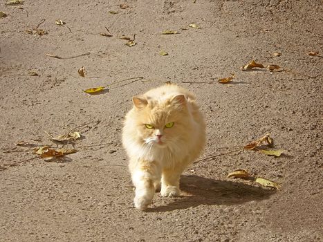 City cat is wanders on the asphalt