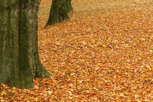 fallen leaves on the ground in the park in autumn