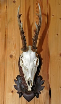 hunting trophy, deer skull with harts-horn on wooden background