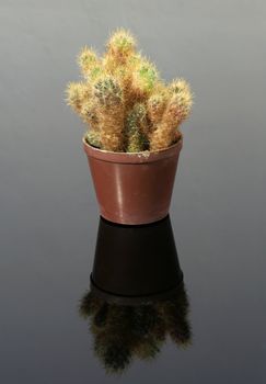 cactus in small flower-pot, reflection on gray background