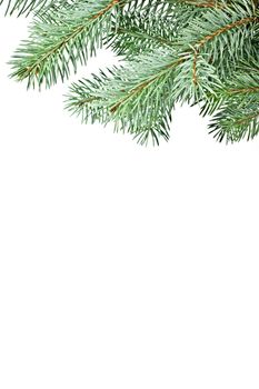 Isolated on a white background fir twig. Conifer.
