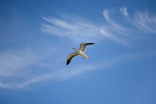 Sea gull