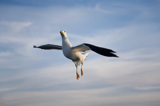 Sea gull