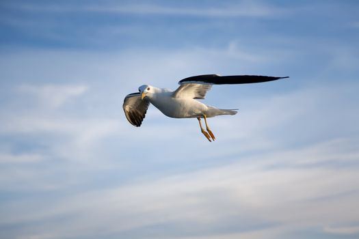 Sea gull