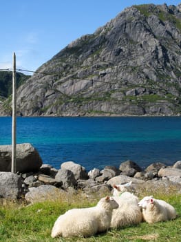 Picturesque landscape with sheeps at Norway islands