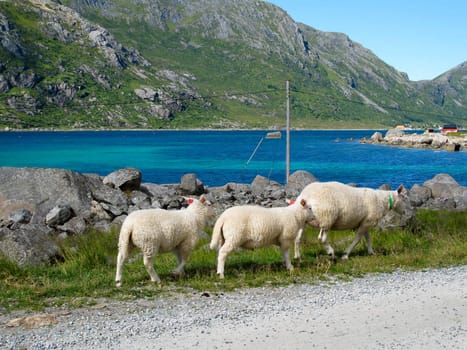 Picturesque landscape with sheeps at Norway islands