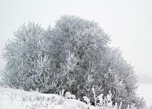 A bird cherry bush covered with frost on a cold, misty winter afternoon. Photographed in Halikko, Finland.