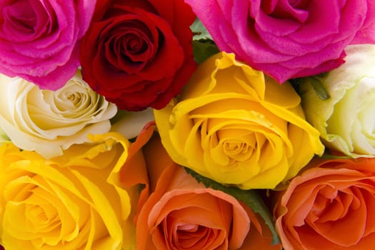 A beautiful roses on a white background