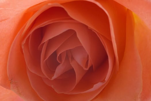 A beautiful rose on a white background