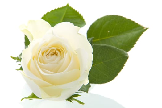 A beautifulwhite rose on a white background