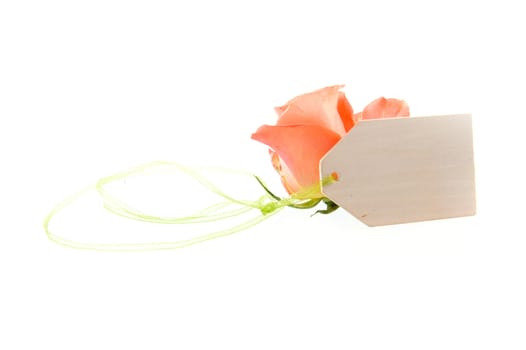 A beautiful rose and a label on a white background