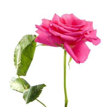 A beautiful rose on a white background