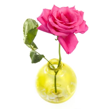 A beautiful rose in a yellow vase on a white background