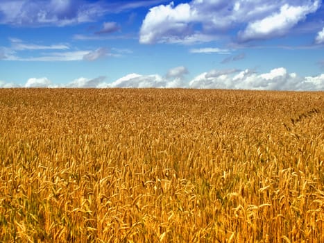 Golden wheatfield and blue sky