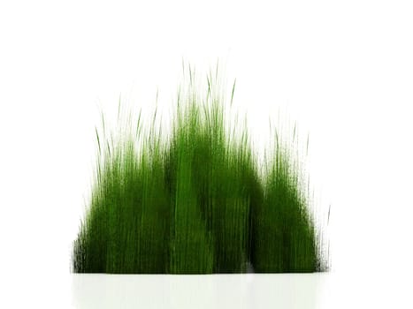 concept  of grass on a white background