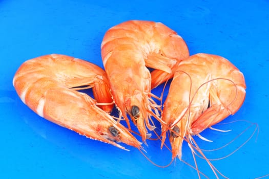 Three boiled shrimps over a blue glass plate