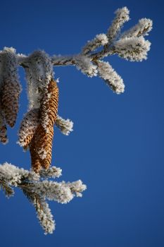 a fir cone on a branche in winter