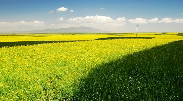 Filming in China's Qinghai, Was taken in August/ 2008