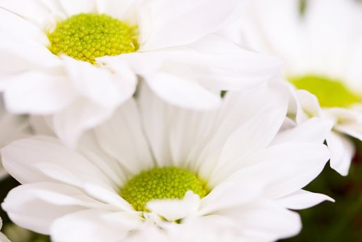 Beautiful white chrysanthemum close-up