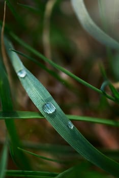 Fresh green grass with water drop and sun light