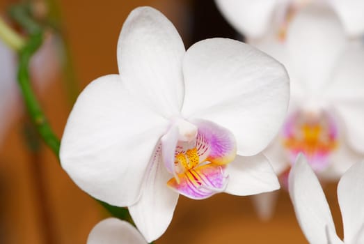 Gently white orchid (phalaenopsis)