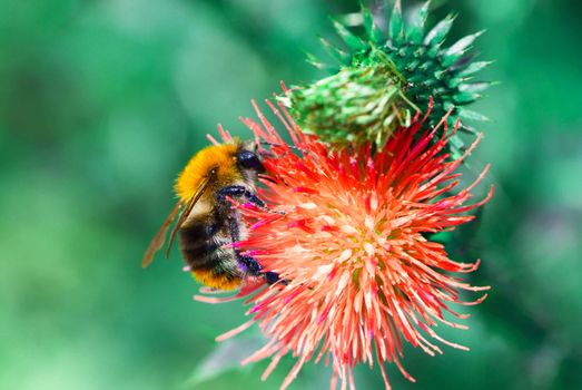 Close up of honey bee on knapweed flower