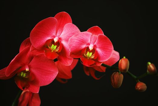 Red orchid with buds on a black background