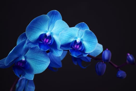 Blue orchid with buds on a black background