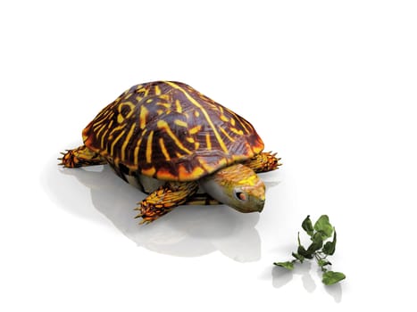 turtle and salad on white background