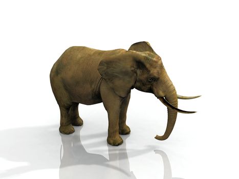 African elephant on white background