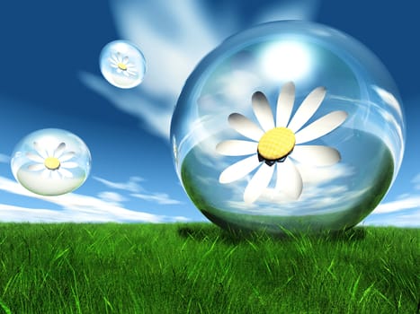 flowers  in a bubble in the meadow